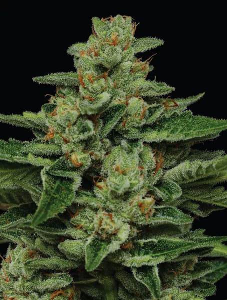Fortune Cookie > Humboldt Seed Company | Feminized Cannabis   |  Indica